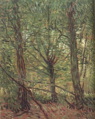 Vincent Van Gogh Trees adn Undergrowth (nn04) Norge oil painting art